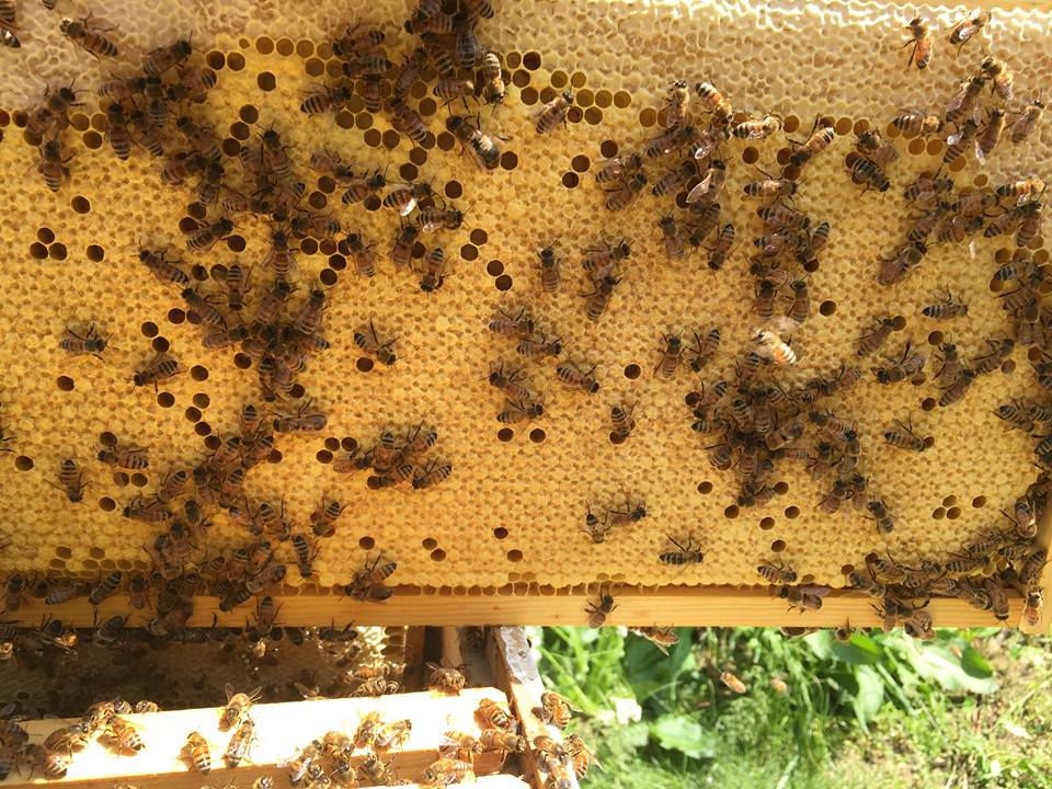 6-13 Bee Man (2).jpg